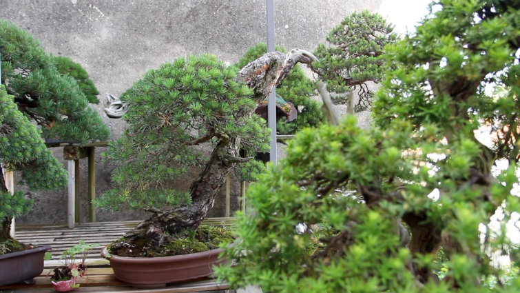 Develop Coniferous Bonsai